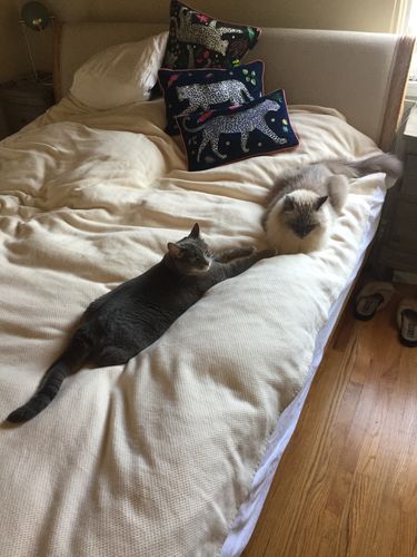 Customer photo review of Renewed Sequoia Washable Organic Cotton + Wool Blanket, King