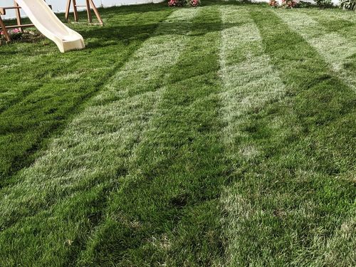 Customer photo review of Protene Performance Fall Fertilizer