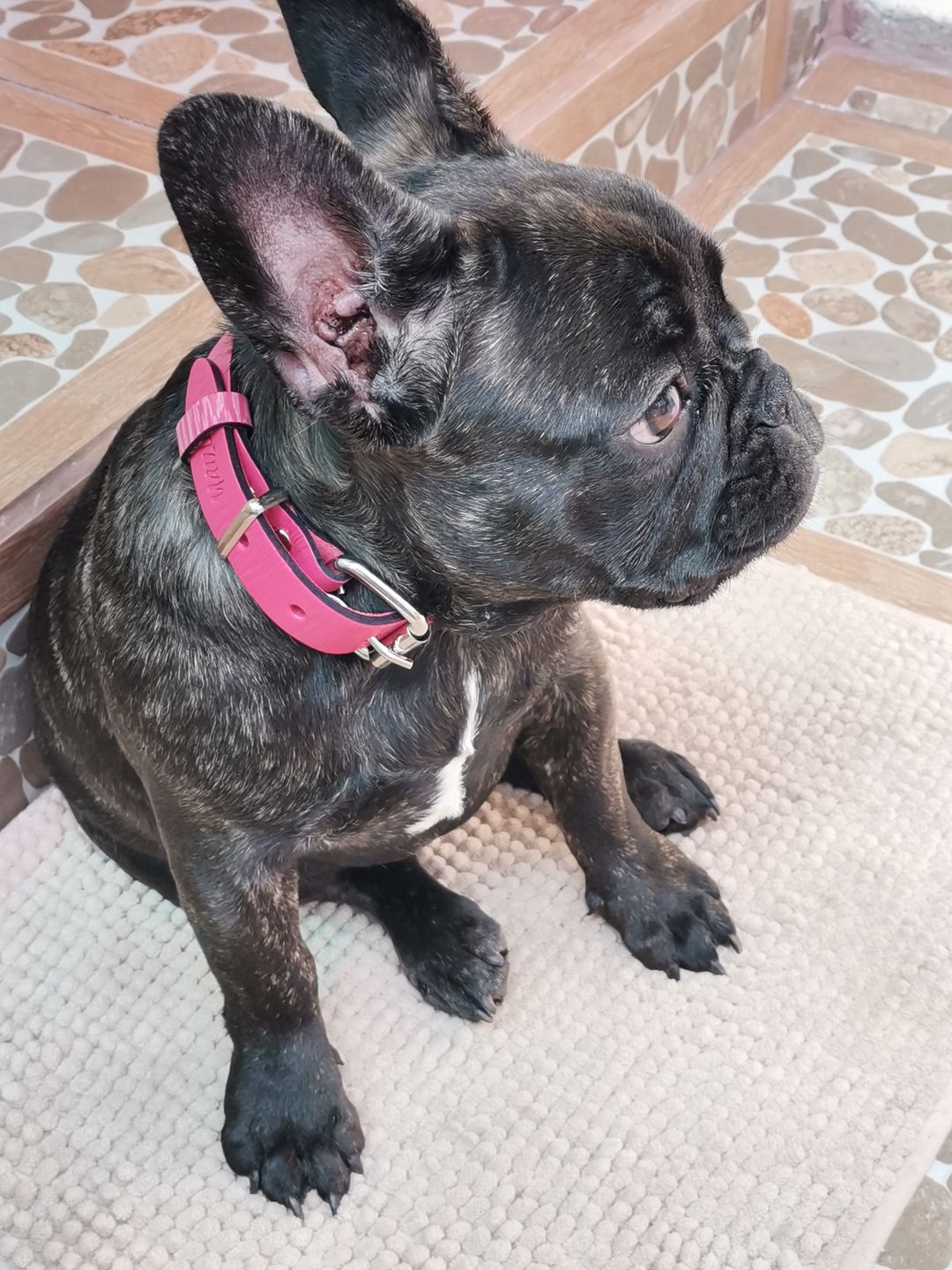 Customer photo review of Collar Duke Fucsia Corrugado/Rosado Corrugado