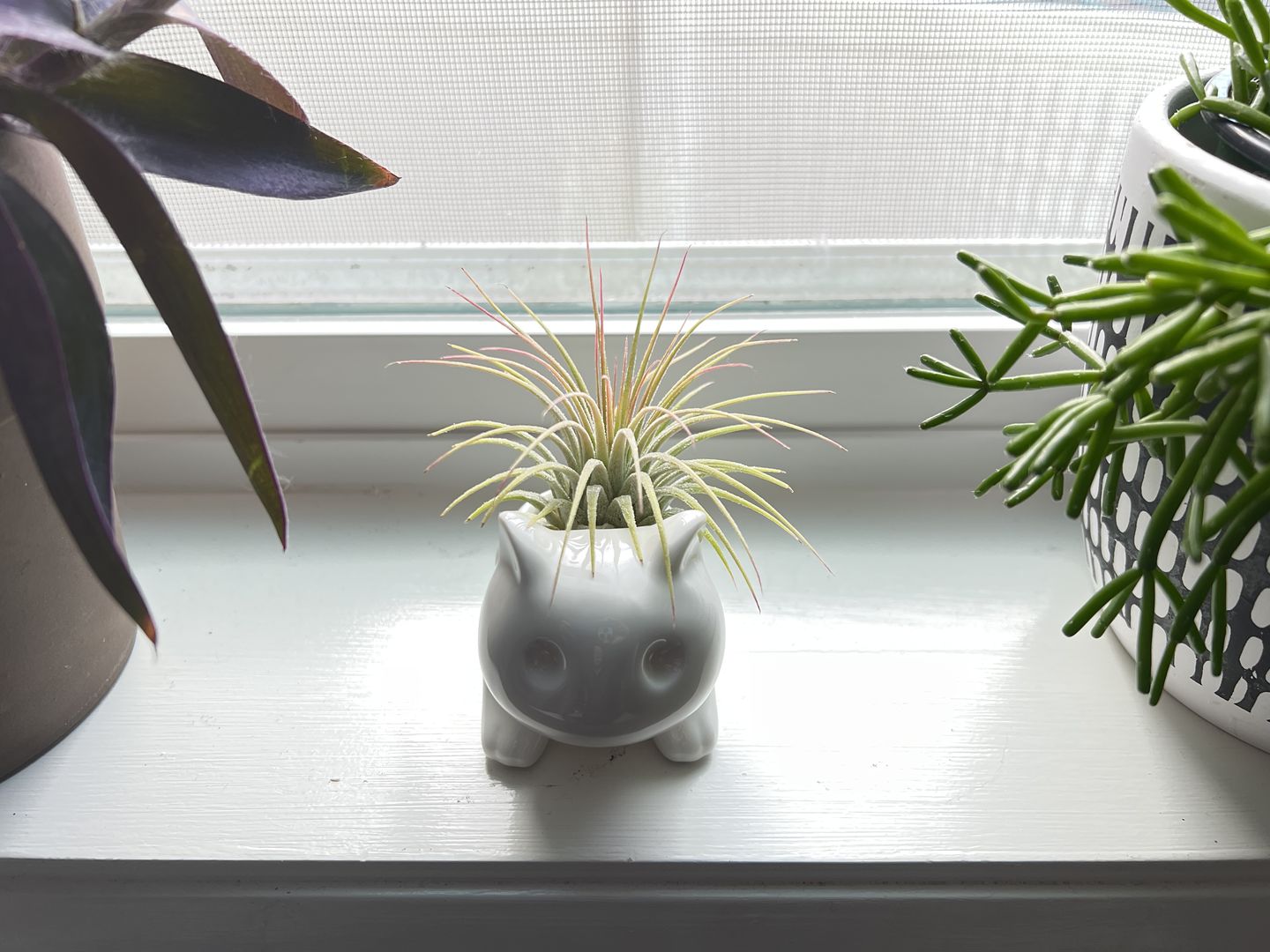 Customer photo review of Ionantha Guatemala