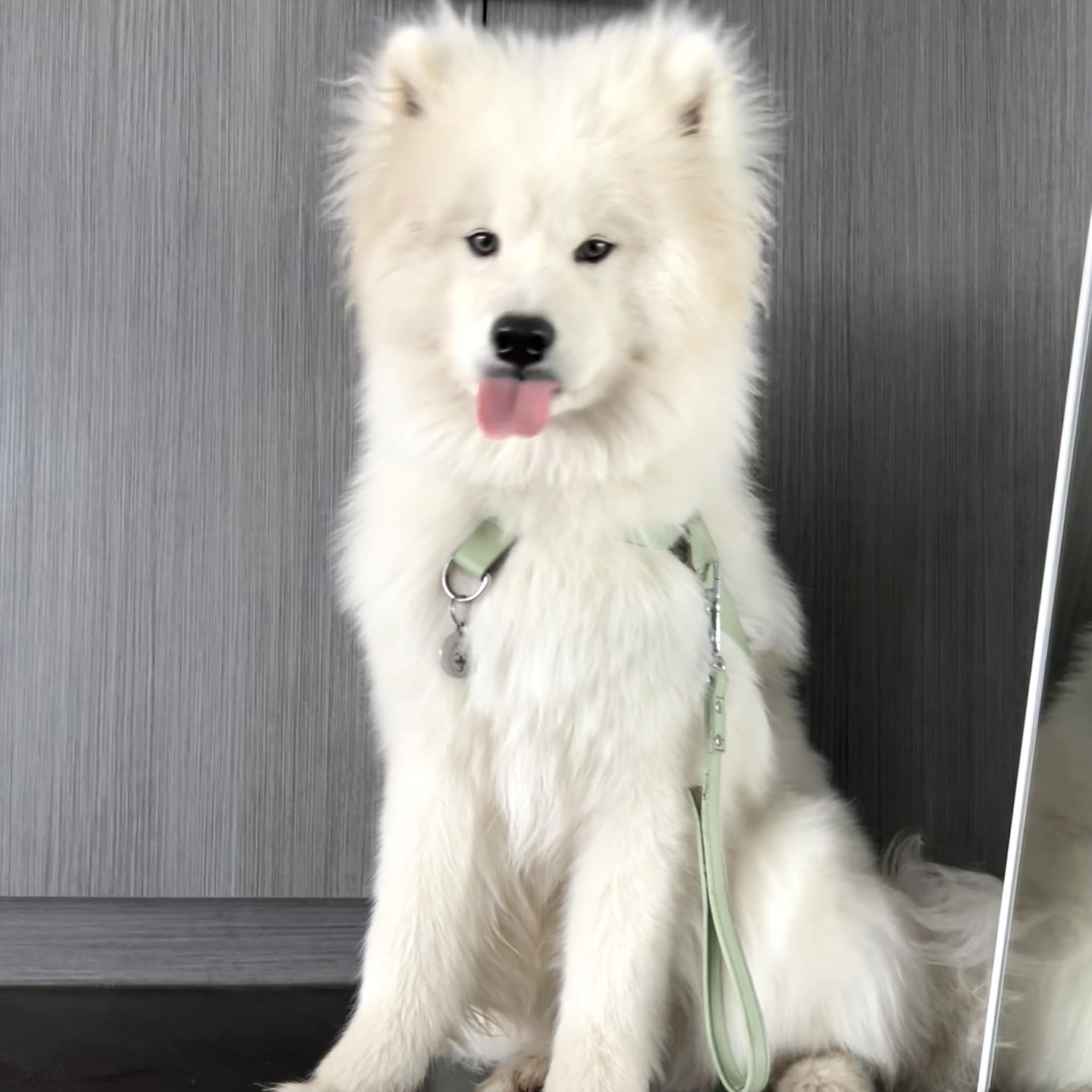 Customer photo review of HARNESS - Sage
