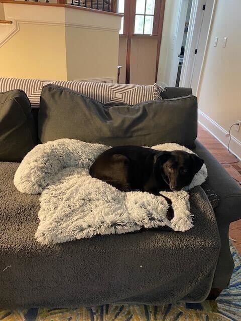 Customer photo review of Coussin Protecteur & Ultra Confortable PuppySafe