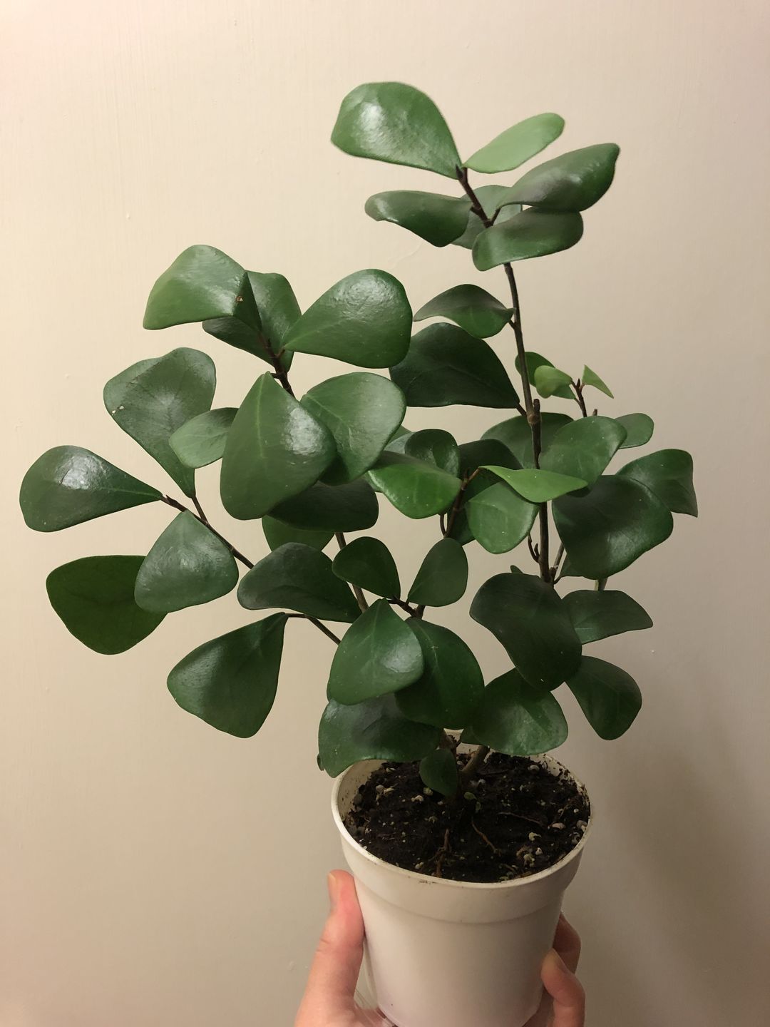 Customer photo review of 4" Ficus triangularis
