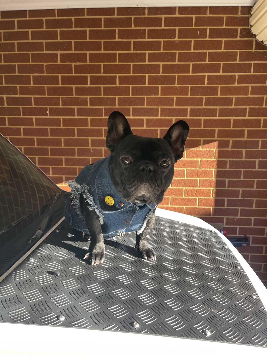 Customer photo review of Denim Dog Vest Raw Blue - Unpatched