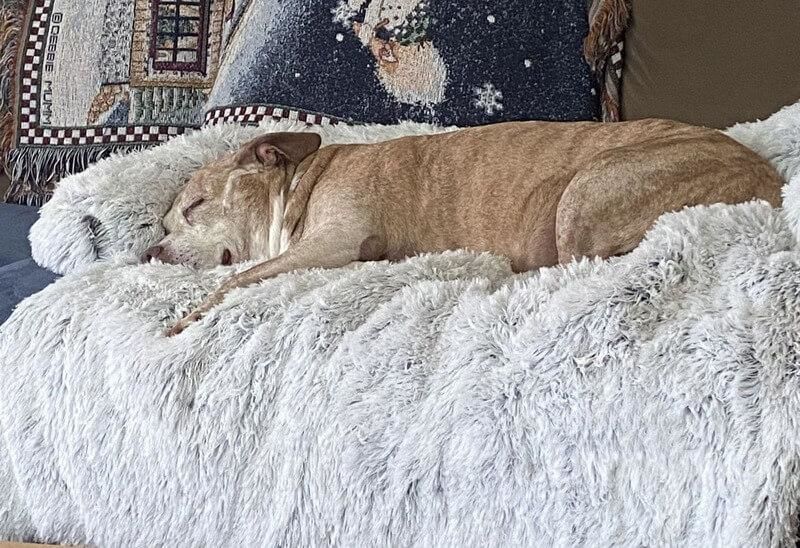 Customer photo review of Coussin Protecteur & Ultra Confortable PuppySafe
