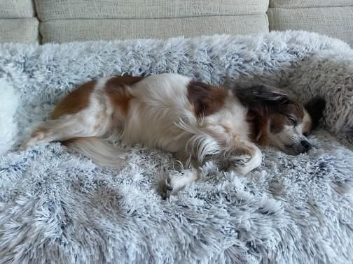 Customer photo review of Coussin Protecteur & Ultra Confortable PuppySafe
