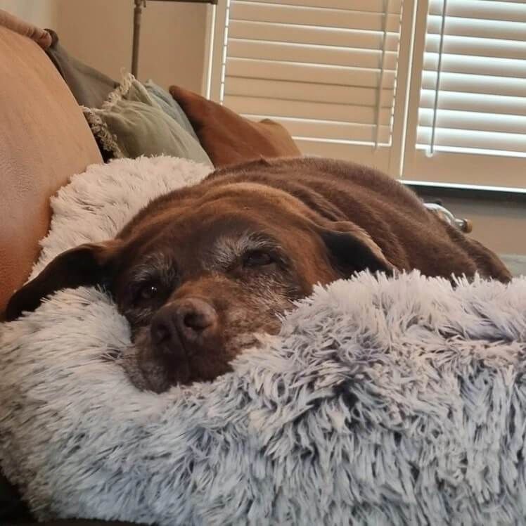Customer photo review of Coussin Protecteur & Ultra Confortable PuppySafe