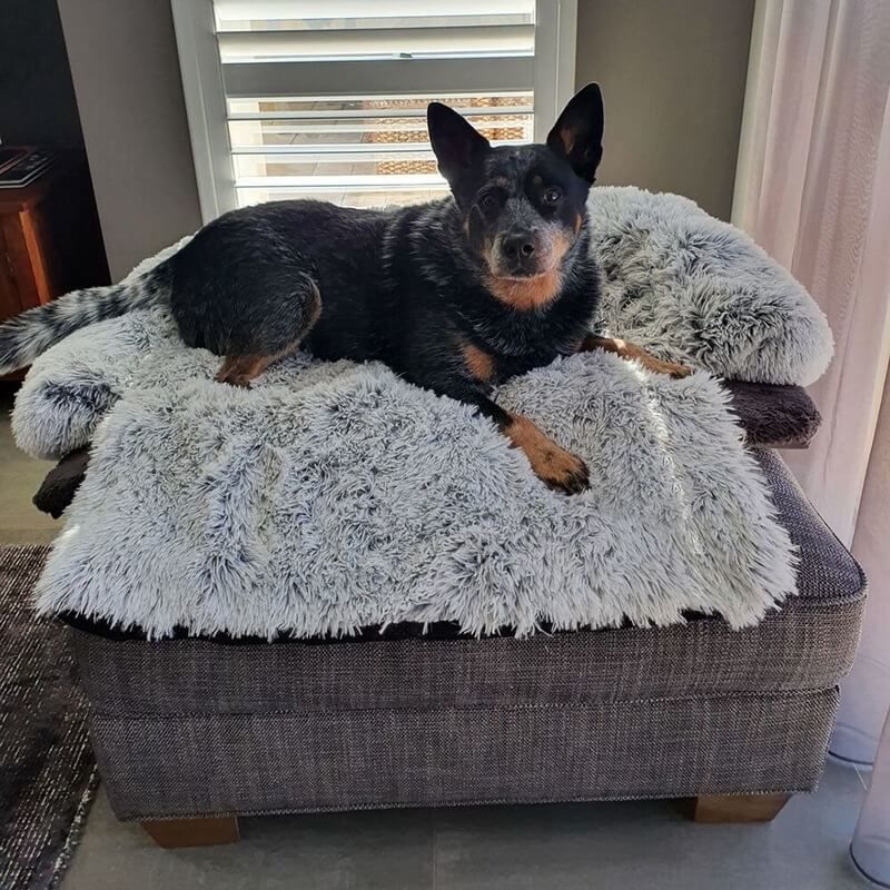 Customer photo review of Coussin Protecteur & Ultra Confortable PuppySafe