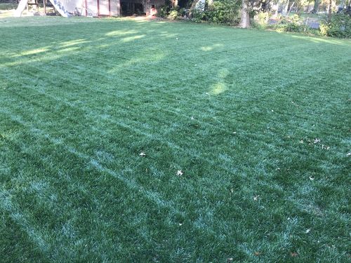Customer photo review of GCI Turf Cool Blue Grass Seed