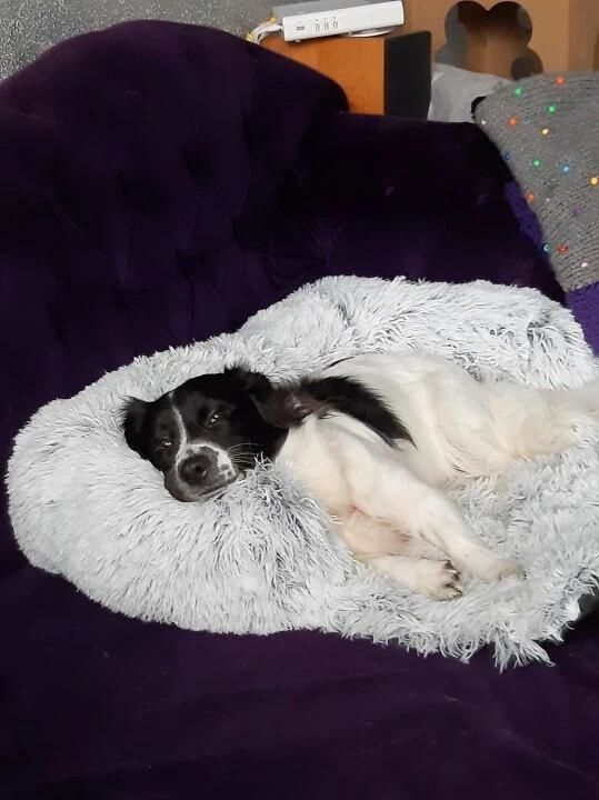 Customer photo review of Coussin Protecteur & Ultra Confortable PuppySafe