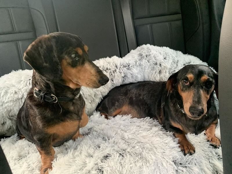 Customer photo review of Coussin Protecteur & Ultra Confortable PuppySafe