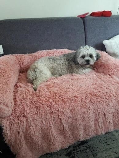 Customer photo review of Coussin Protecteur & Ultra Confortable PuppySafe