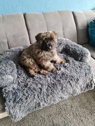 Customer photo review of Coussin Protecteur & Ultra Confortable PuppySafe