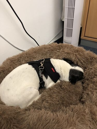 Customer photo review of Puppery Kuschelbett - Das Original