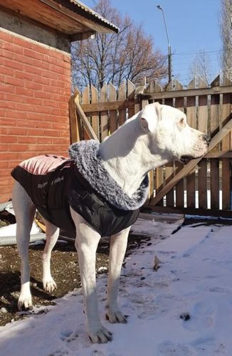 Customer photo review of Pfotenlove - 2 in 1 Wasserfester Hundegeschirr-Mantel