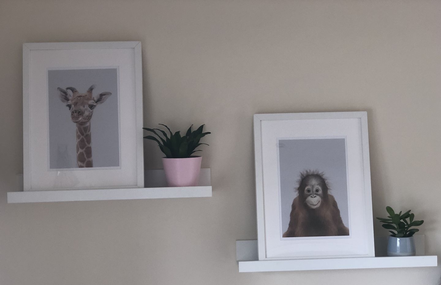 Customer photo review of Orangutan Wall Art Print