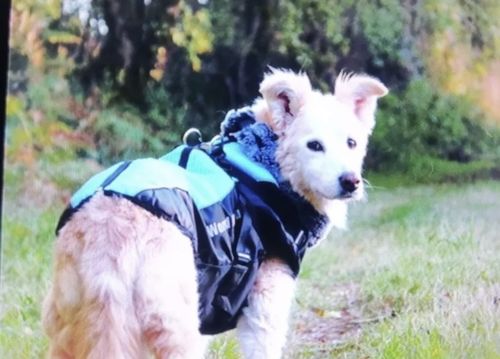 Customer photo review of Pfotenlove - 2 in 1 Wasserfester Hundegeschirr-Mantel