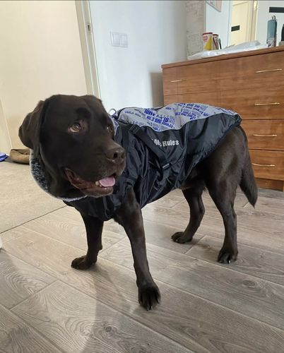 Customer photo review of Pfotenlove - 2 in 1 Wasserfester Hundegeschirr-Mantel