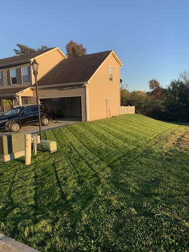 Customer photo review of GCI Turf Cool Blue Grass Seed