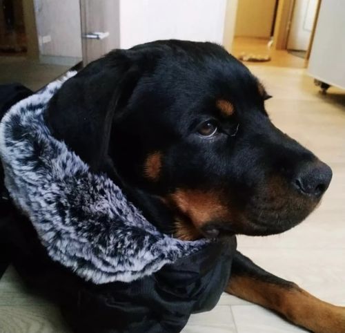 Customer photo review of Pfotenlove - 2 in 1 Wasserfester Hundegeschirr-Mantel