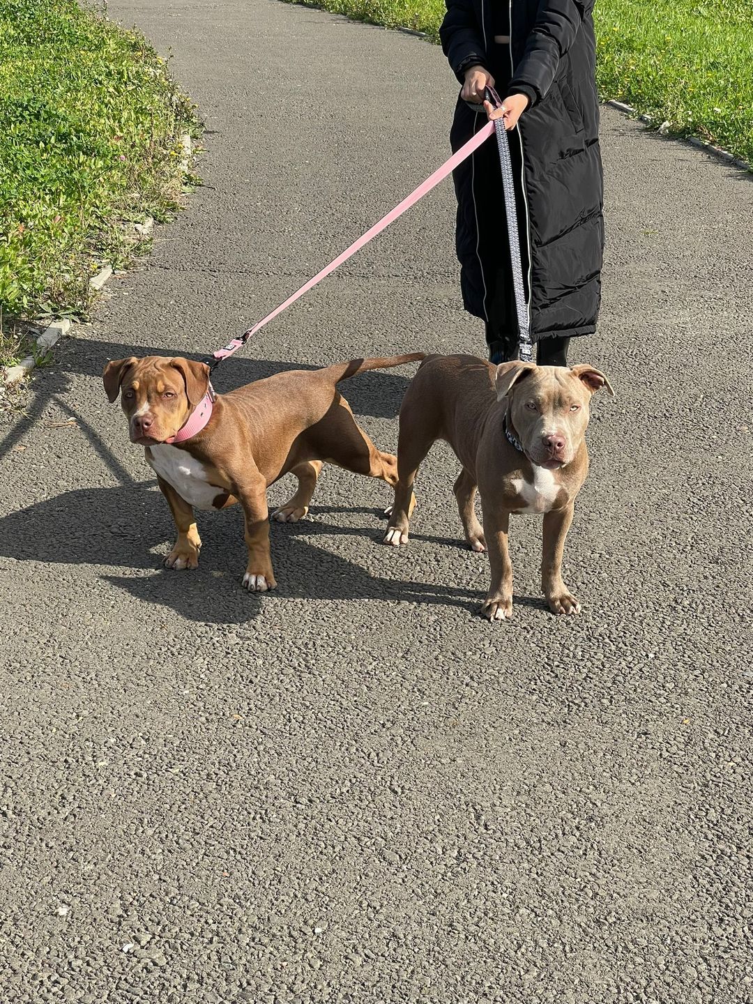 Customer photo review of 5cm Nylon Dog Collar - Pink v2.0