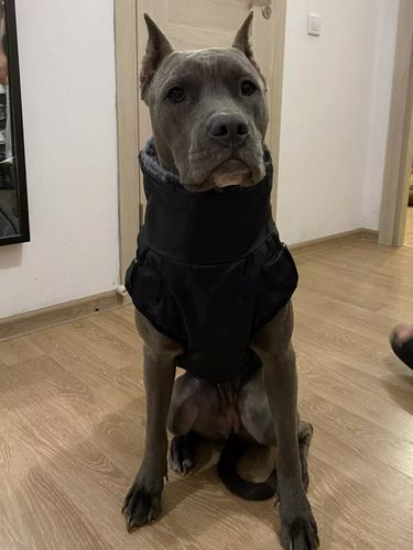 Customer photo review of Pfotenlove - 2 in 1 Wasserfester Hundegeschirr-Mantel