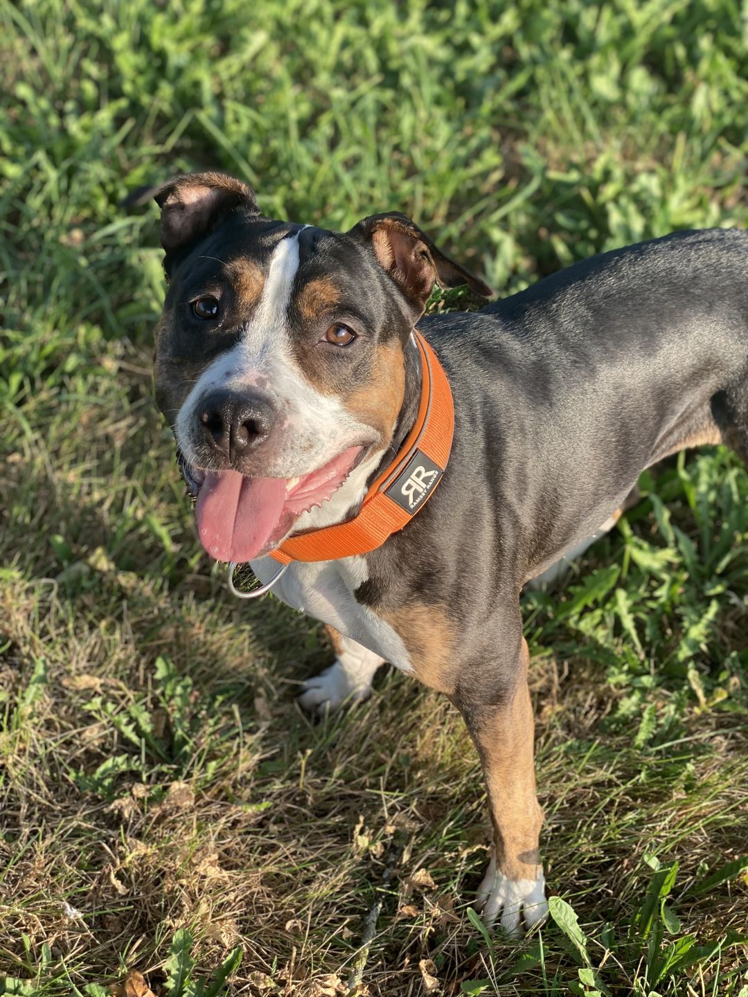 Customer photo review of 5cm RR Collar | Soft Padded & Reflective | Series 2 - Orange