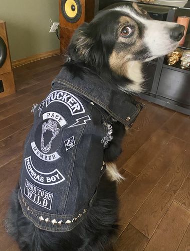 dog punk jacket