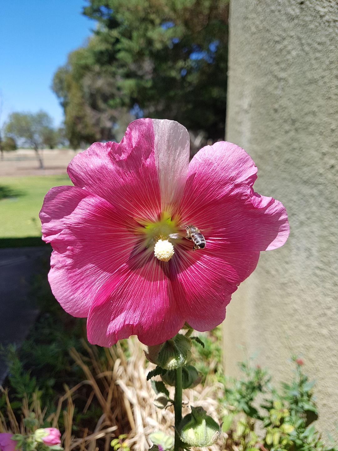 Customer photo review of Gladioli