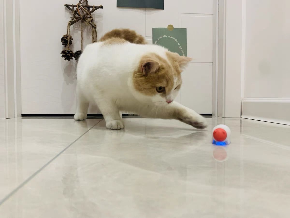 Customer photo review of Mayitwill Little Snow Monster Automatic Cat Toy