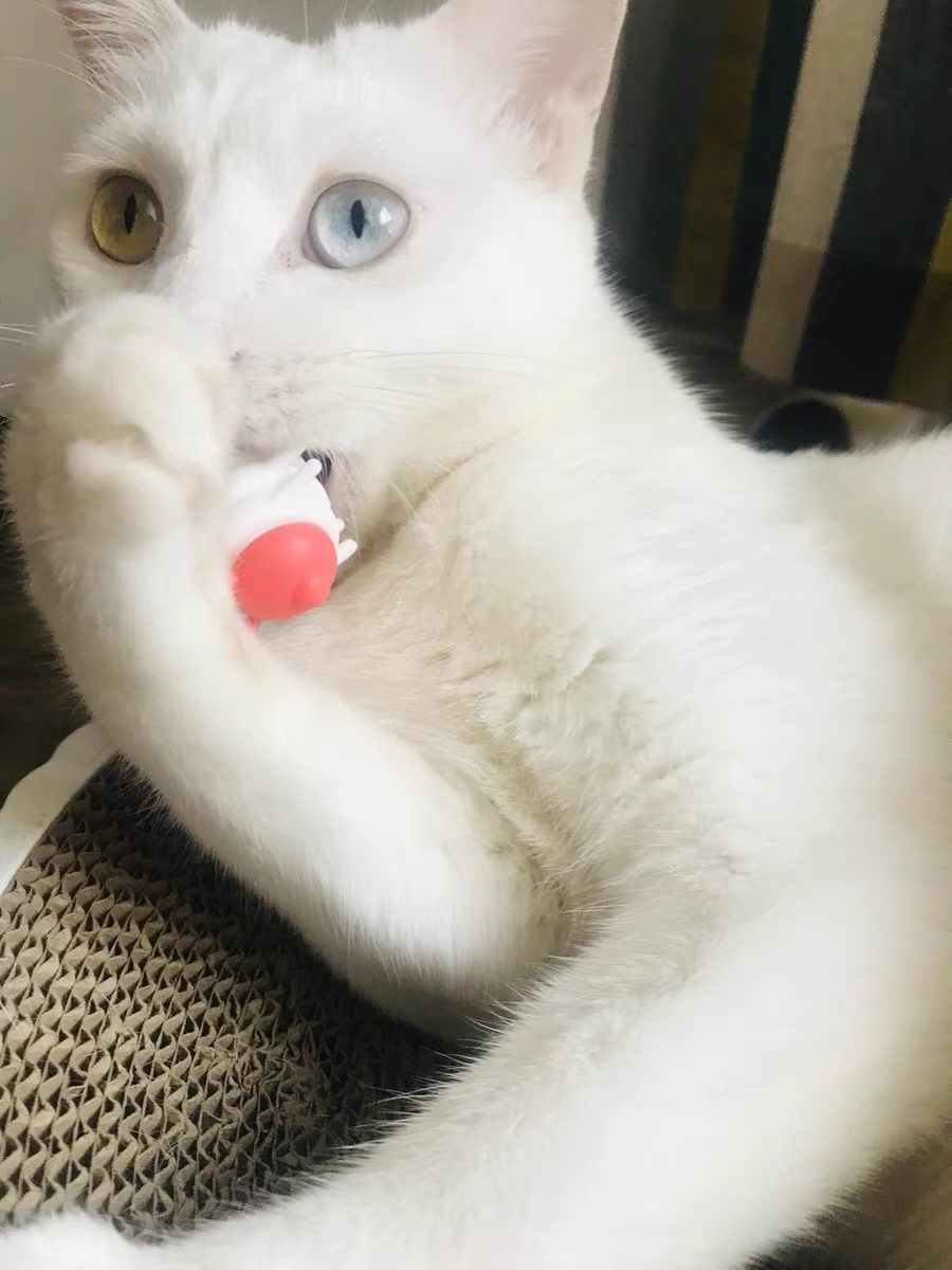 Customer photo review of Mayitwill Little Snow Monster Automatic Cat Toy