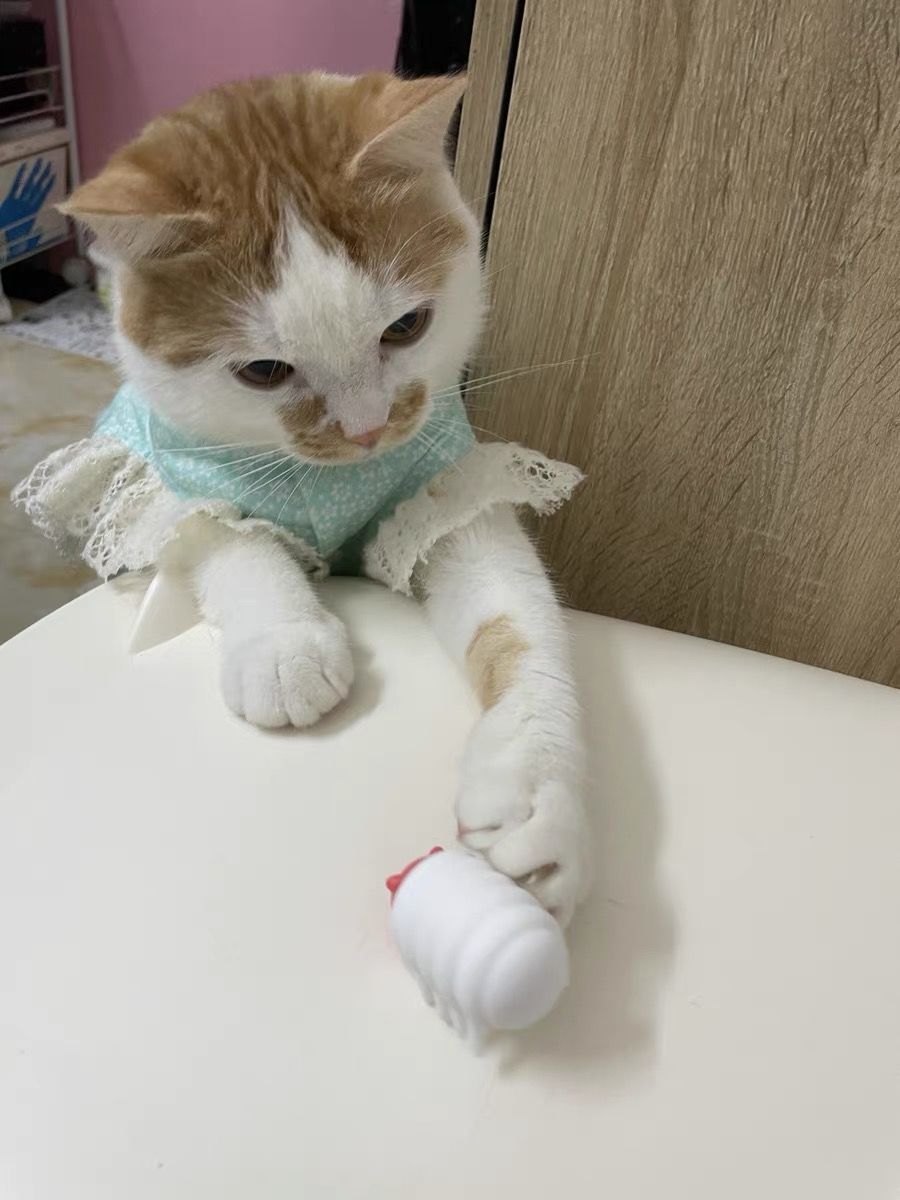 Customer photo review of Mayitwill Little Snow Monster Automatic Cat Toy