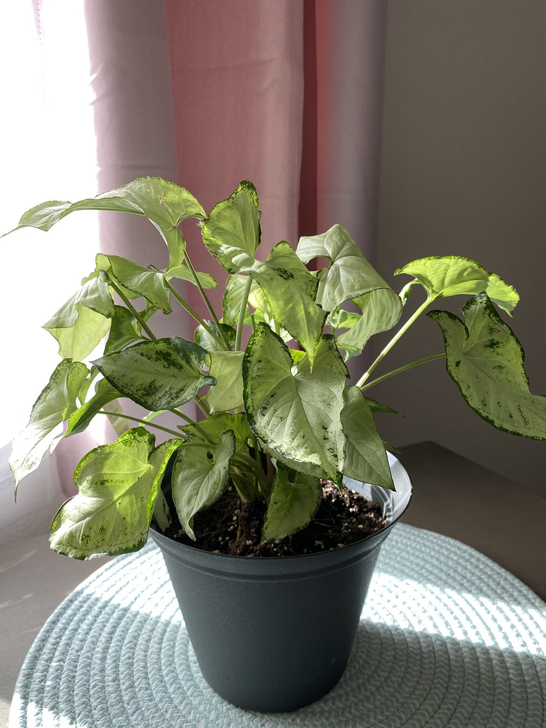 Customer photo review of 4" Syngonium 'Holly M'