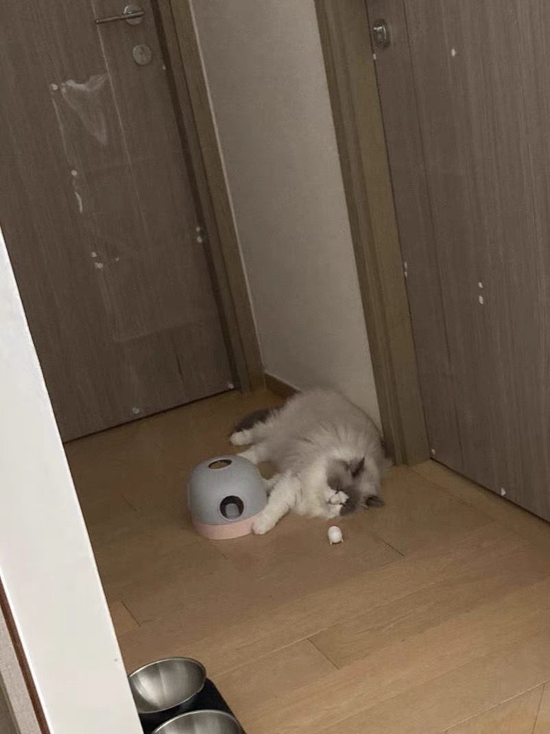 Customer photo review of Mayitwill Little Snow Monster Automatic Cat Toy
