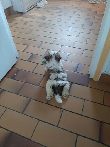 Customer photo review of Peigne de Toilettage Professionnel PuppySafe™