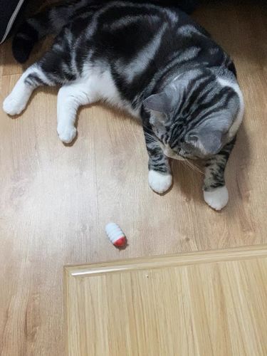 Customer photo review of Mayitwill Little Snow Monster Automatic Cat Toy