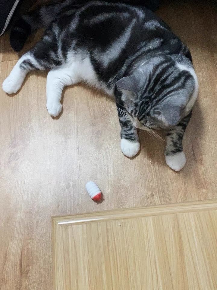 Customer photo review of Mayitwill Little Snow Monster Automatic Cat Toy
