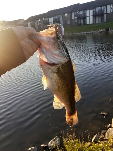 Customer photo review of Headbanger Spitfire 4.5"