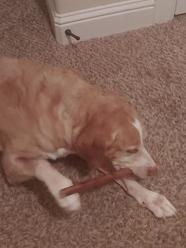 Customer photo review of 12 Inch Monster Bully Sticks