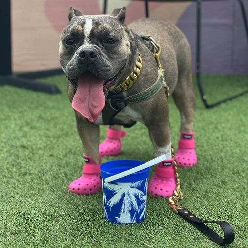 dog wellies