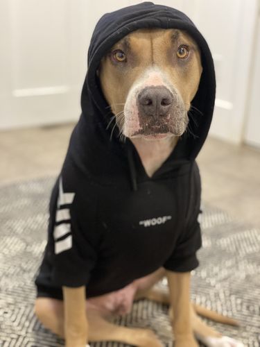 Customer photo review of "WOOF" Dog Hoodie - Black & Reflective