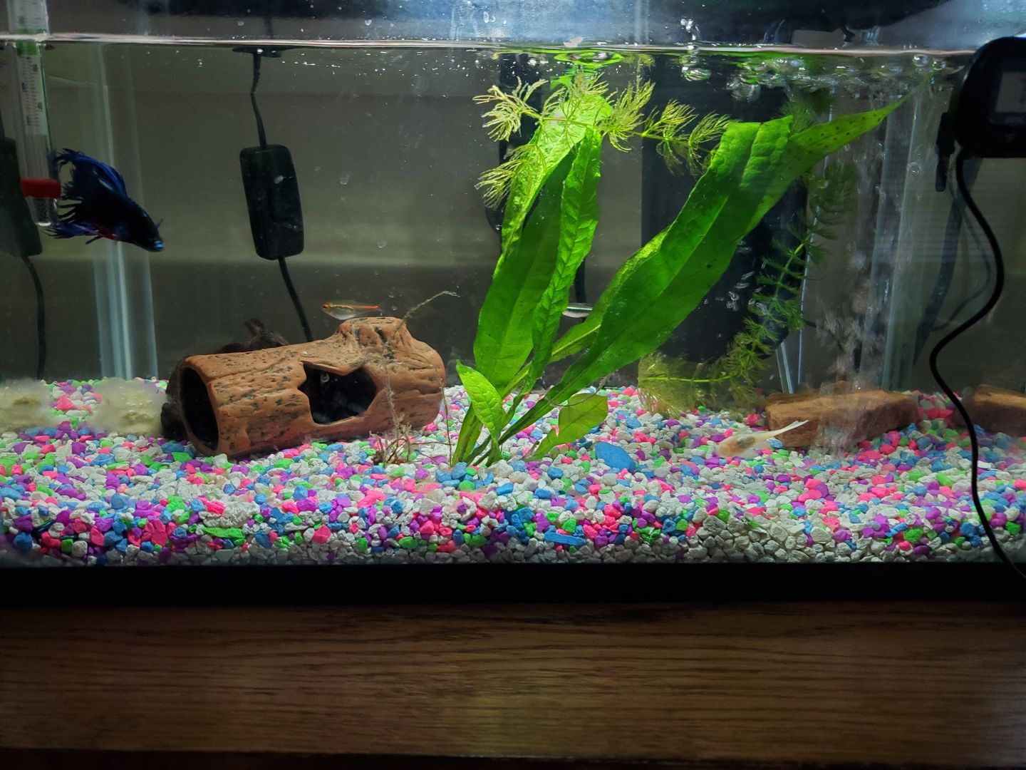 Customer photo review of FritzZyme 7 Freshwater Live Bacteria