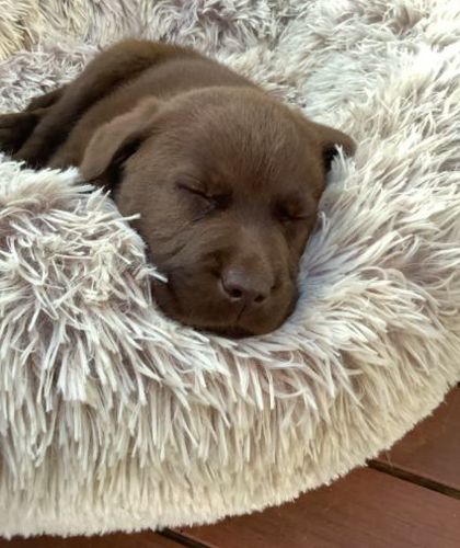 Customer photo review of Kuscheliges Hundebett "Wolke 7"