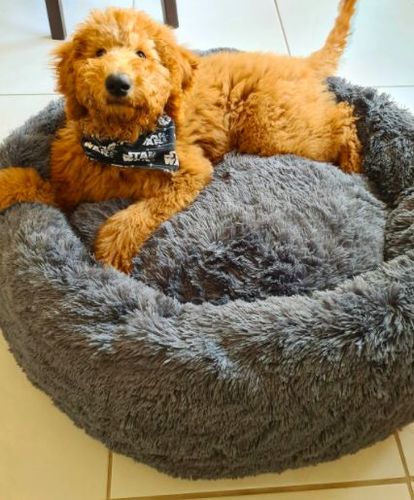 Customer photo review of Kuscheliges Hundebett "Wolke 7"