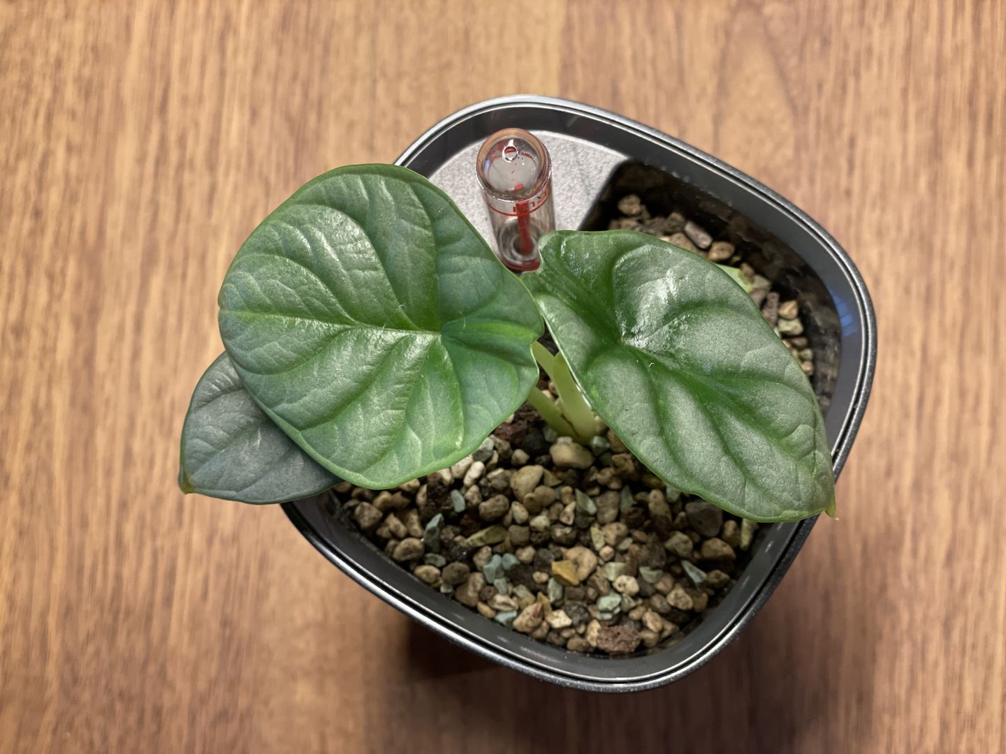 Customer photo review of ALOCASIA SILVER DRAGON