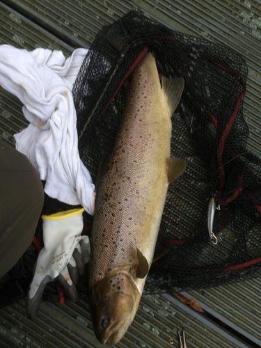 Customer photo review of 7g Smart Fishing Float