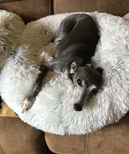 Customer photo review of Kuscheliges Hundebett "Wolke 7"
