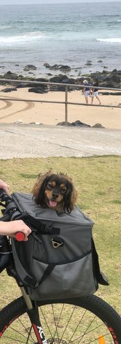 Customer photo review of All In One Pet Carrier Bag | Dog Bike Basket | Backpack for Dogs & Cats | Car Booster Seat