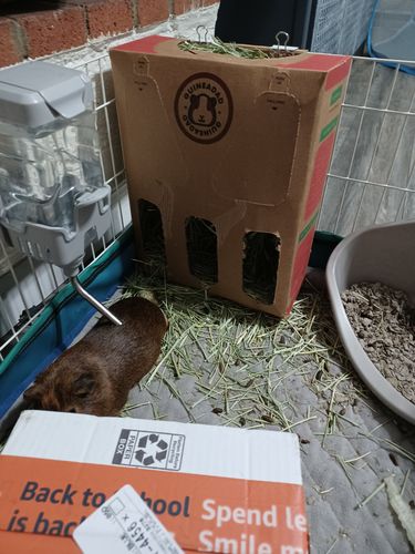 Customer photo review of GuineaDad Nourish Series - Timothy Hay (3 Pack)