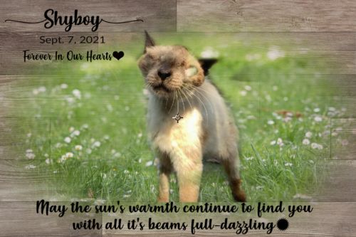 Customer photo review of Cat Memorial Personalized Cat Memorial Loss of Pet Cat Pet Memorial Sign Remembrance Gift